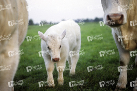 Ein Kalb im Schutze seiner Eltern auf einer Moorweide im Westen Oldenburgs