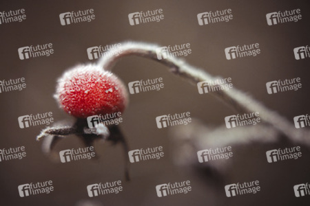 Hagebutte der Heckenrose mit Frost überzogen