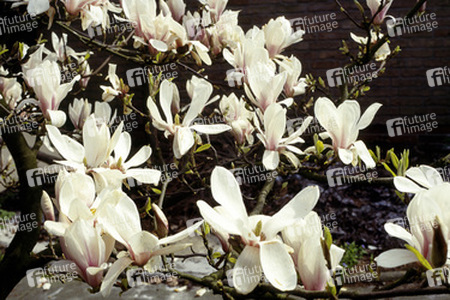 Magnolien