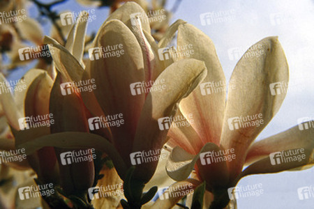 Magnolienblüten im Gegenlicht