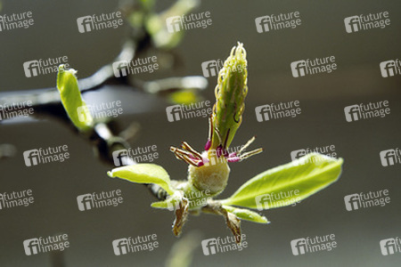Stempel einer Magnolienblüte