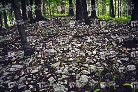 Waldboden mit Steinsplitter