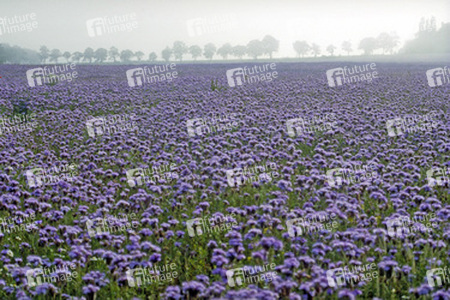 Blaues Feld