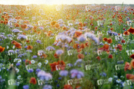 Blumenfeld im Abendlicht