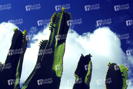 Kaktus vor blauem Himmel