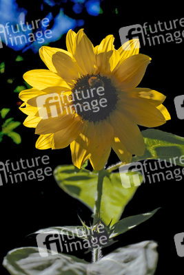Sonnenblume im Gegenlicht mit Hummel