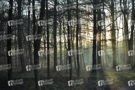Morgengrauen in einem Wald bei Münster