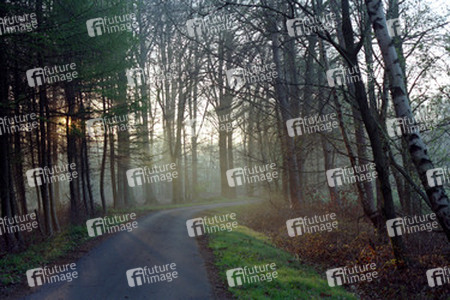 Morgendlicher Waldweg