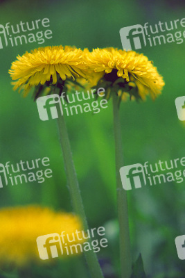 Löwenzahnblüten