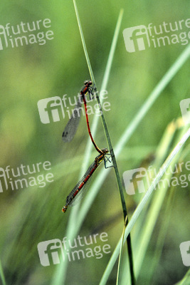 Wasserjungfern