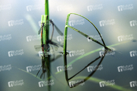 Wasserjungfern feiern Hochzeit