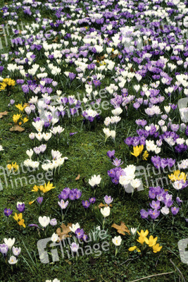 Krokusse