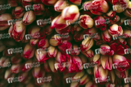 Tulpen