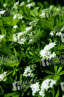 Waldmeister