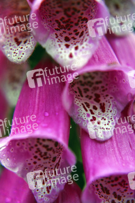 Digitalis, Roter Fingerhut