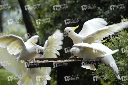 Kakadus im Ku-ring-gai-Chase-Nationalpark