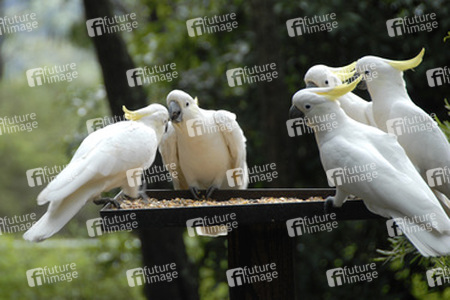 Kakadus im Ku-ring-gai-Chase-Nationalpark