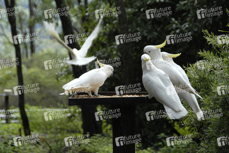 Kakadus im Ku-ring-gai-Chase-Nationalpark