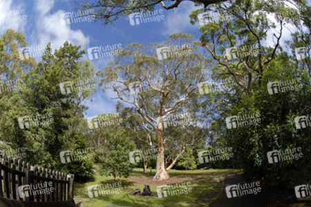 Baum im Ku-ring-gai-Chase-Nationalpark