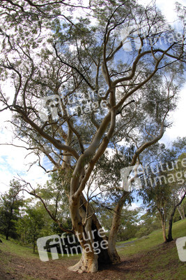 Baum im Ku-ring-gai-Chase-Nationalpark