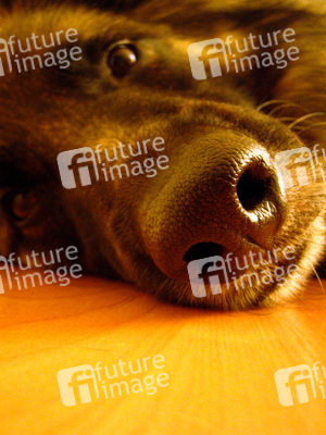 Langhaar-Schäferhund