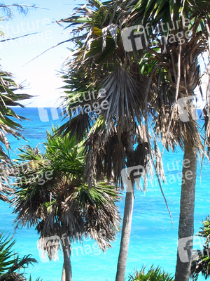 Palmen und Meer bei Tulúm