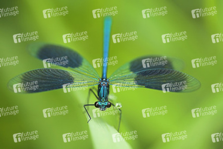 Blaugebänderte Prachtlibelle