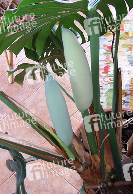 Philodendron Knospen