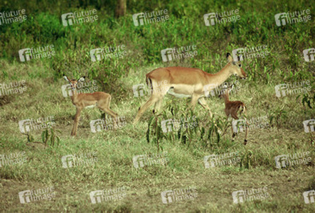 Impala Antilopen
