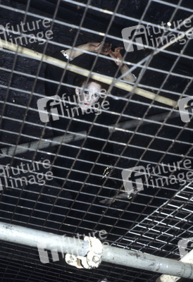 Photoshooting mit Specimen in London