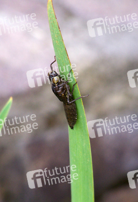 Libellenlarve kurz vor der Häutung