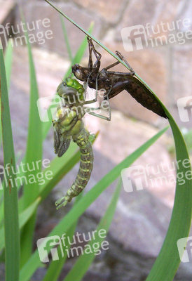 Libelle mit leerem Kokon