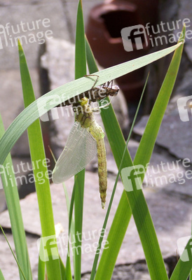 Libelle mit leerem Kokon