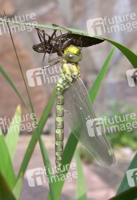 Libelle mit leerem Kokon