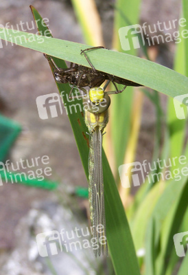 Libelle mit leerem Kokon