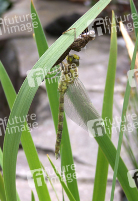 Libelle mit leerem Kokon