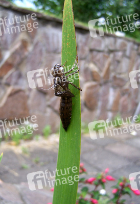 Leerer Kokon einer Libelle