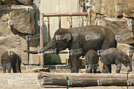 Asiatische Elefanten