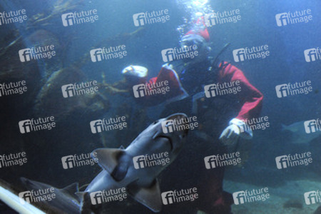 Der Weihnachtsmann im Sea Life