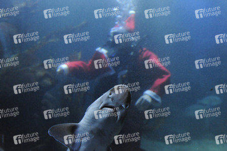 Der Weihnachtsmann im Sea Life