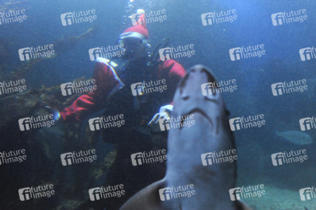 Der Weihnachtsmann im Sea Life