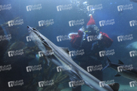 Der Weihnachtsmann im Sea Life