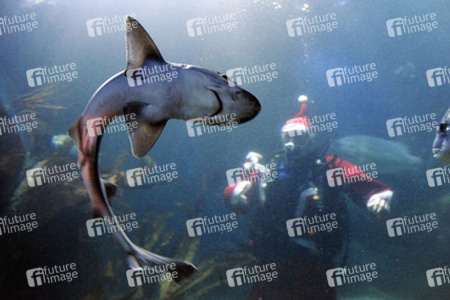 Der Weihnachtsmann im Sea Life