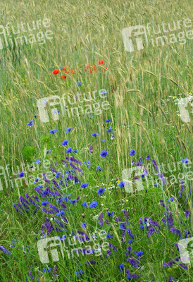 Mohnblumen, Kornrade