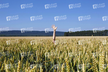 Arm im Getreidefeld