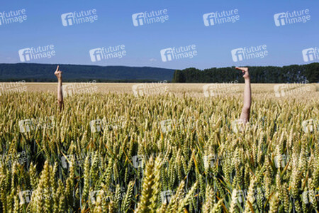 Arme im Getreidefeld