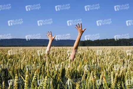 Arme im Getreidefeld