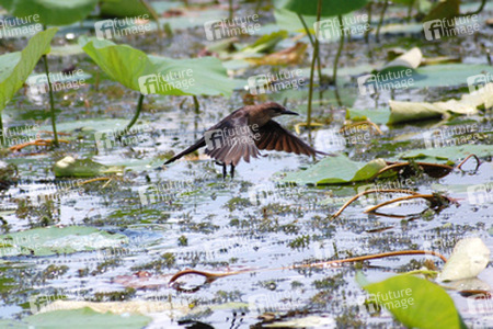 Vogel auf Seepflanze