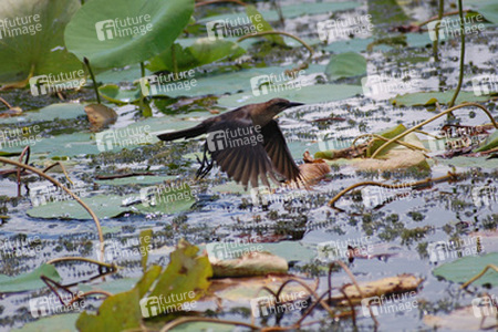 Vogel auf Seepflanze