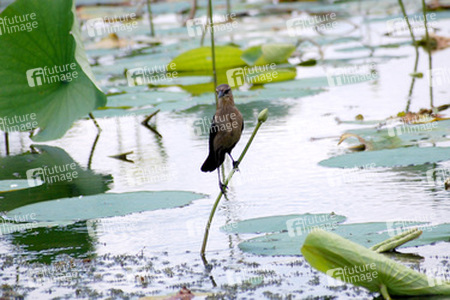 Vogel auf Seepflanze